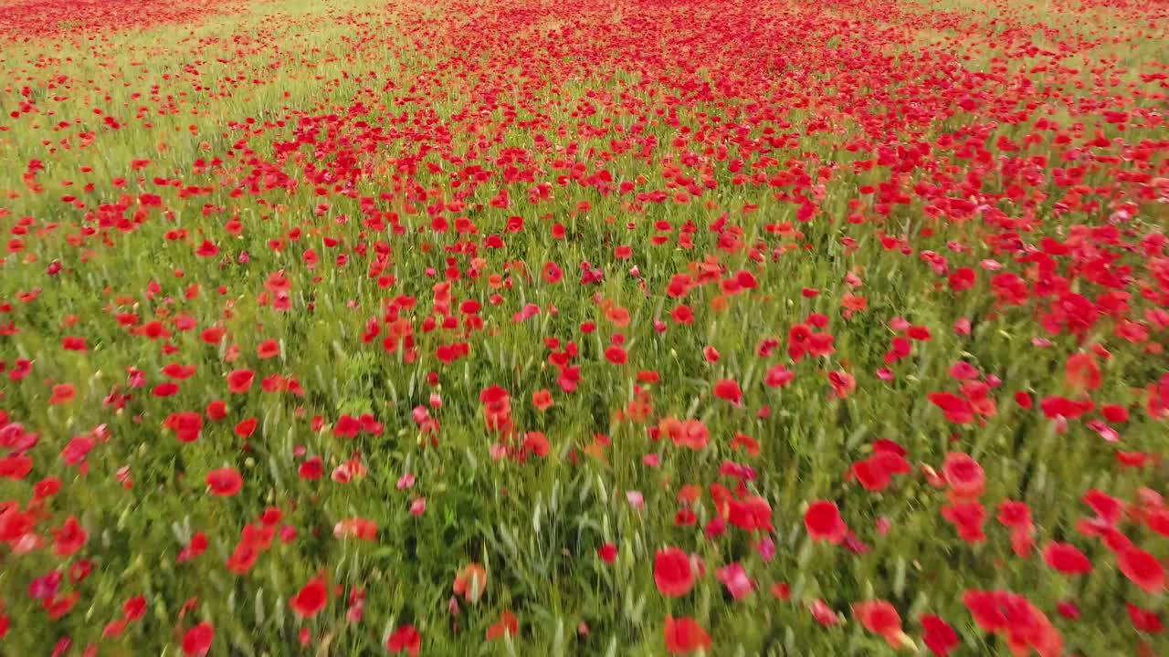 Free stock video - Drone shot low flight over a field of poppy and ...