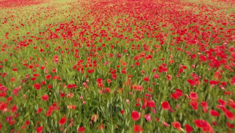 Drone-shot-low-flight-over-a-field-of-poppy-and-wheat.-Cloudy-afternoon-France