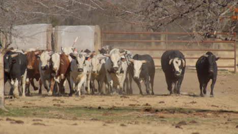 Manada-De-Toros-Caminando-Juntos-A-Través-De-Tierras-De-Cultivo-En-El-Campo-De-Texas