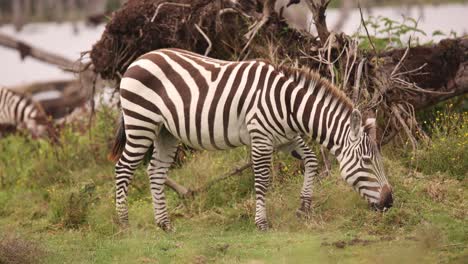 a zebra grazes peacefully on crescent island in kenya, surrounded by natural beauty and wildlife