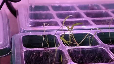 hand checking fresh seedling plants under ultraviolet indoor greenhouse unit