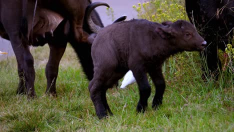 pequeño y lindo bebé búfalo rebotando cerca de hermosos pájaros blancos