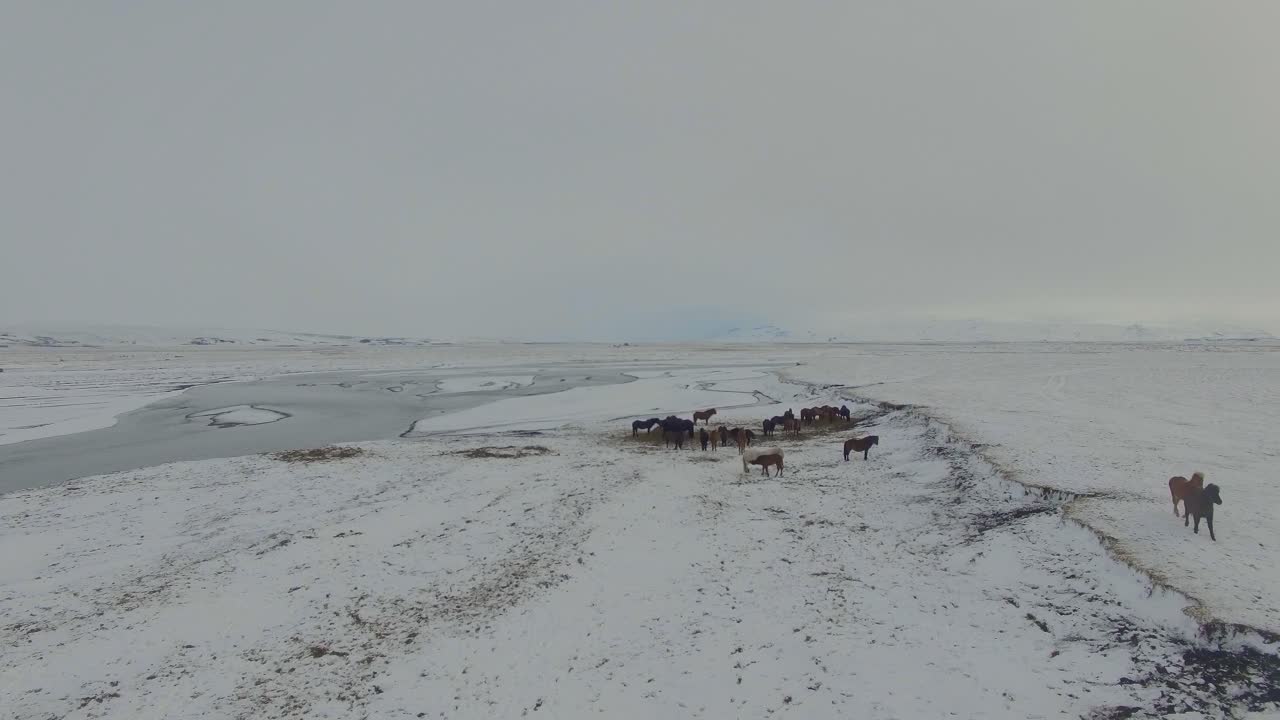 caballos de islandia cerca del río y las montañas corriendo en invierno y la nieve empujando hacia adelante drone 4k
