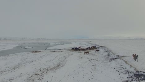 Caballos-De-Islandia-Cerca-Del-Río-Y-Las-Montañas-Corriendo-En-Invierno-Y-La-Nieve-Empujando-Hacia-Adelante-Drone-4k