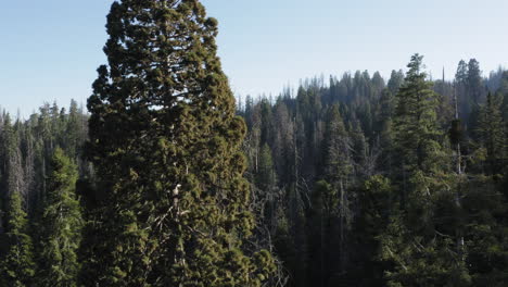 美國加州巨型紅樹林國家紀念碑 (giant sequoia national monument)