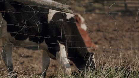 holstein cow walking along fence towards where he eats
