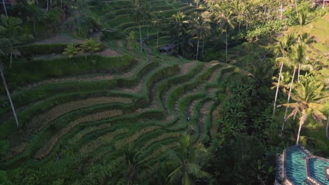 terrazas de arroz de tegallalang: un encanto del verde en ubud - bali, indonesia