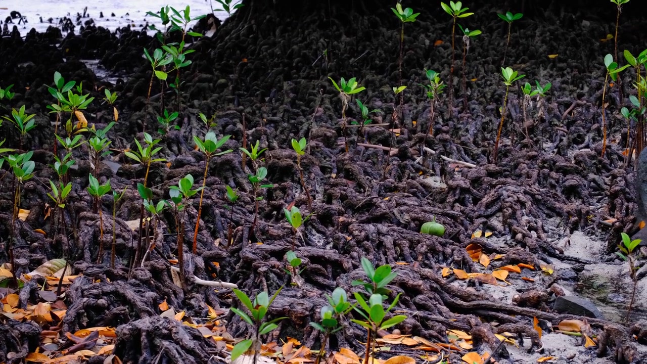 Mangrove plants growing amongst entangled mangrove roots on tropical island Kadavu in Fiji, South Pacific