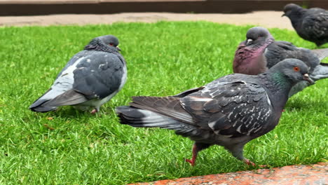 pigeons perched in the park. two pigeons stand on a stone edge, enjoying a sunny day in a vibrant green park under a clear sky