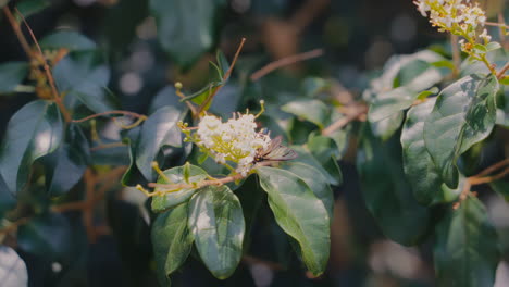 Delicate-butterfly-gracefully-perched-on-a-coffee-flower-in-the-tranquil-morning-garden,-creating-a-mesmerizing-scene