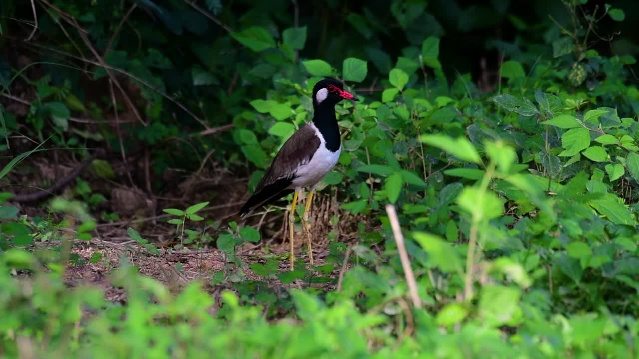 The Red-wattled Lapwing is one of the most common birds of Thailand