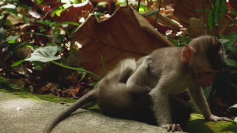 two baby monkeys play with each other in monkey forest in ubud