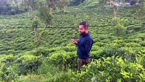 Un-Gerente-De-Una-Plantación-De-Té-De-Bangladesh-Muestra-Frutos-De-Té-Maduros-En-Un-Campo-Exuberante,-Mostrando-La-Abundante-Cosecha