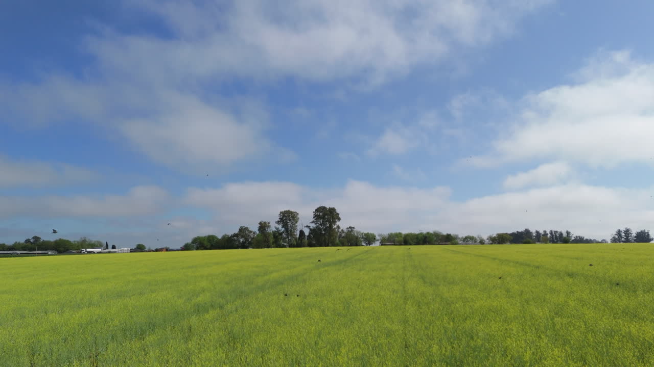 Aerial zoom in drone flying over a light green field with grass, blue sky with some clouds and birds passing by. Beautiful green field with birds and trees on the horizon.
