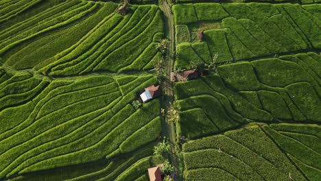 Rural-road-crossing-through-wonderful-abstract-rice-terrace-field-of-Jatiluwih