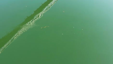 Snake-slithering-through-the-water-under-the-bridge