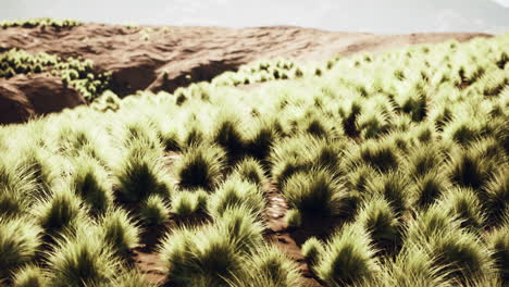 close up shot of a field of grass under a setting sun