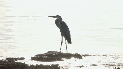 great blue heron standing on reef rock with sun shining in background ocean water waves