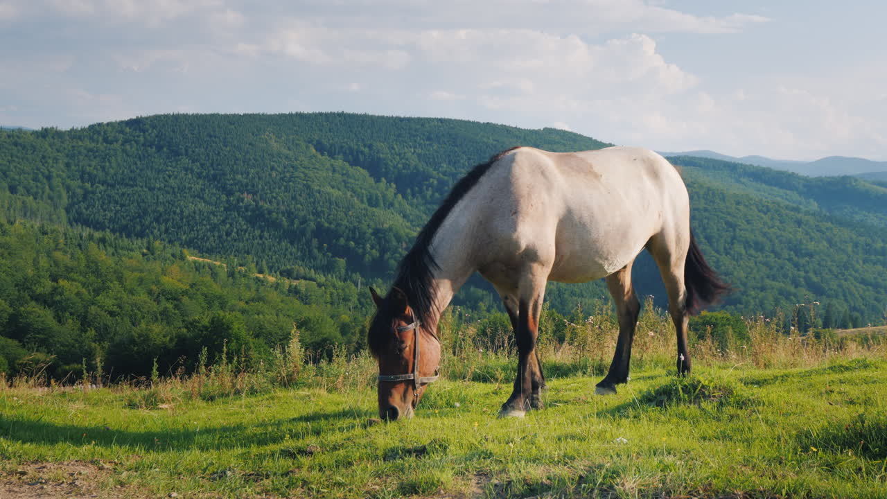несколько лошадей пасутся в живописной долине на фоне гор зеленый туризм кон