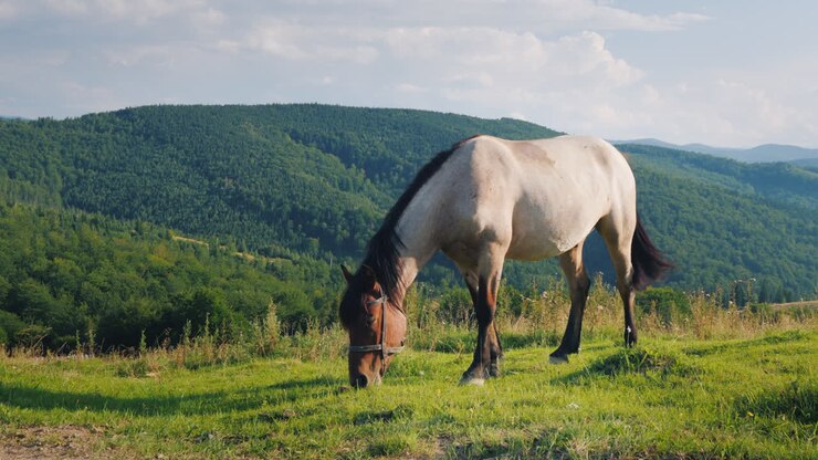 Several Horses Graze In A Picturesque Valley Against The Backdrop Of The Mountains Green Tourism Con