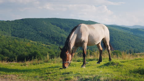 several horses graze in a picturesque valley against the backdrop of the mountains green tourism con