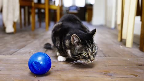 beautiful rescue cat with a treats ball, pretty eyes, enjoying his new life, wooden floors, dining room back ground