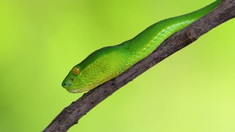 The White-lipped Pit Viper is a venomous pit viper endemic to Southeast Asia and is often found during the night waiting on a branch or limb of a tree near a body of water with plenty of food items