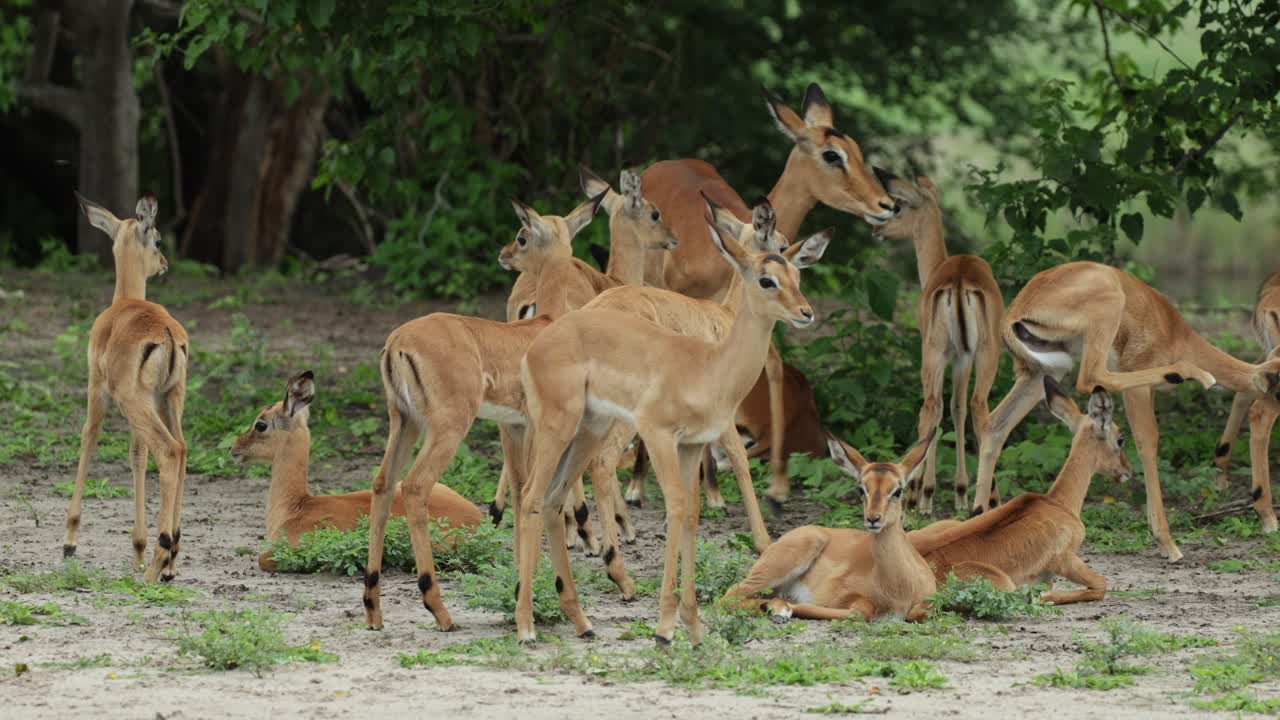 Medium shot of a herd of young impala antelopes getting up, Chobe National Park
