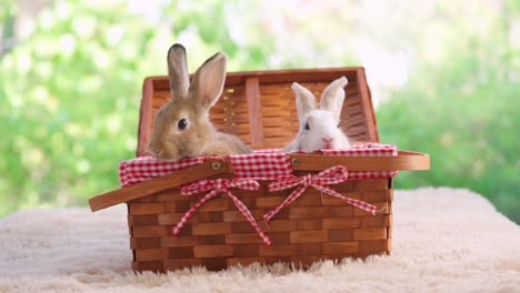 grupo de conejo peludo de pascua bebé sentado en la canasta de picnic con fondo de naturaleza bokeh verde. conejo mirando a su alrededor y olfateando. mascotas animales lindos
