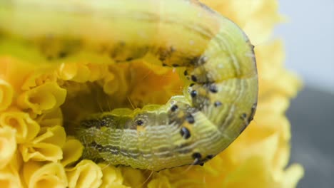 caterpillar insect searching food on flower