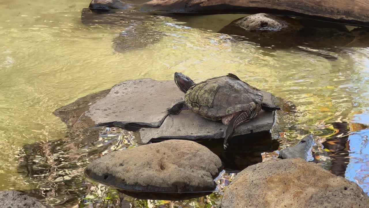 Turtle resting on flat rock in shallow pond with clear water and surrounding stones. Wildlife photography. Nature and wildlife concept. Design for poster, wallpaper, postcard.