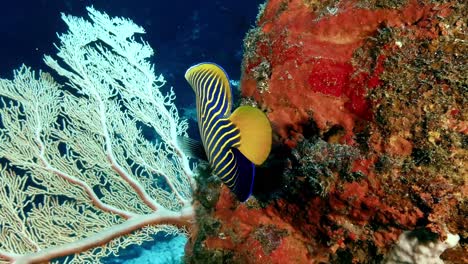 emperor angelfish on colorful coral reef in mauritius island