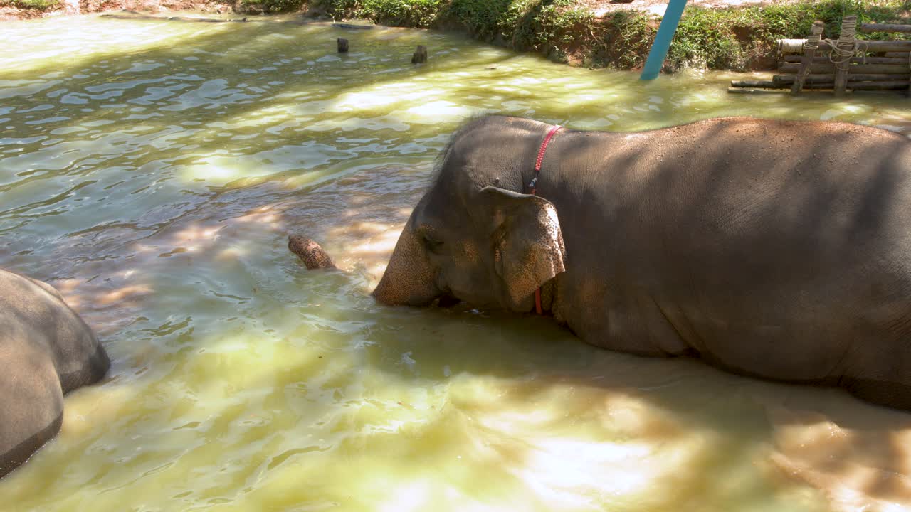 Um elefante asiático deitado em uma poça de lama durante um dia ensolarado em um santuário.