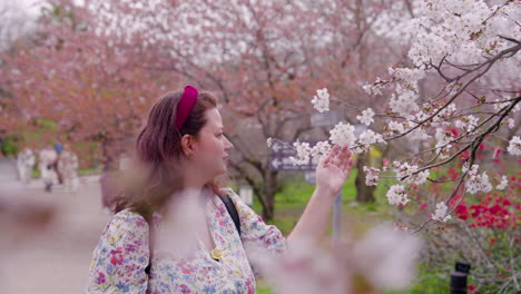 woman touching the beautiful flowers of cherry blossom at kyoto botanical garden in japan