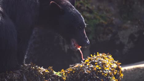 close up of black bear eating a salmon on a seaweed covered rock