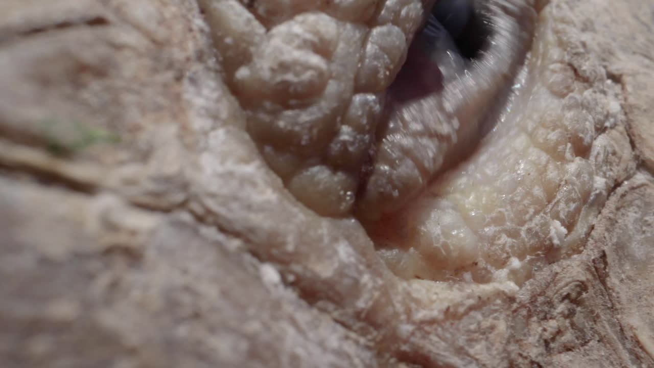 갈라파고스 거대 거북이 깜박이는 슬로우 모션