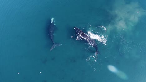 Una-Familia-De-Hermosas-Ballenas-Francas-Australes-Chapoteando-En-El-Mar-Patagónico