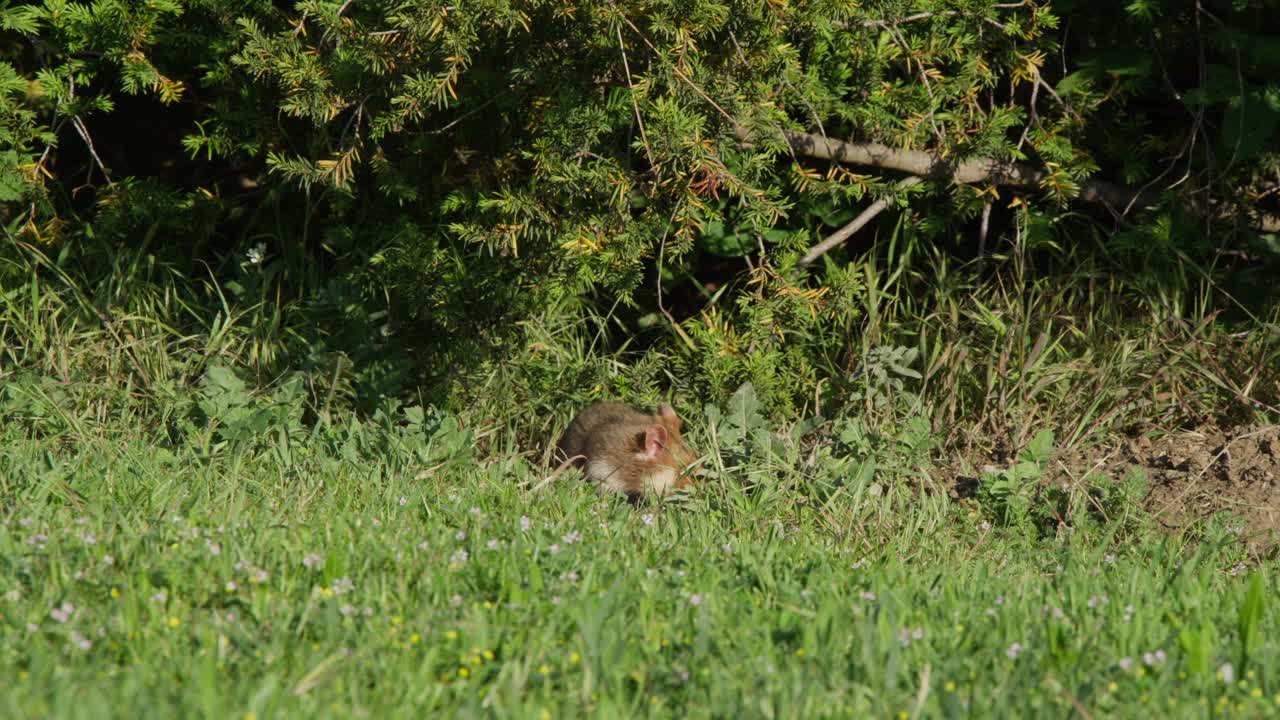 Hamster foraging in grass at bush edge, sniffing the air, searching for food, then lifting its head to scent-check again. Natural wildlife behavior in meadow greenery