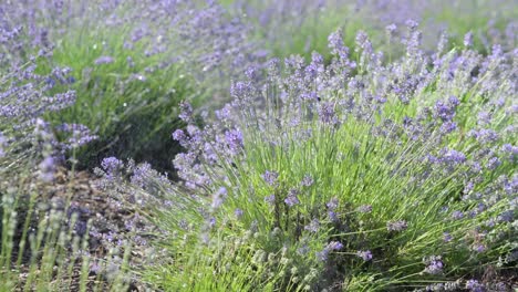 campo de lavanda en flor