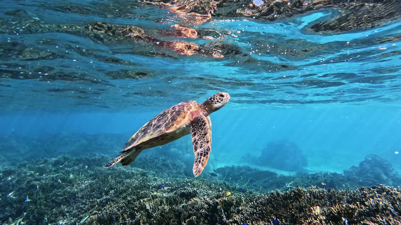 nærbillede af en grøn havskildpadde, der kommer op til overfladen for at få et pust af frisk luft