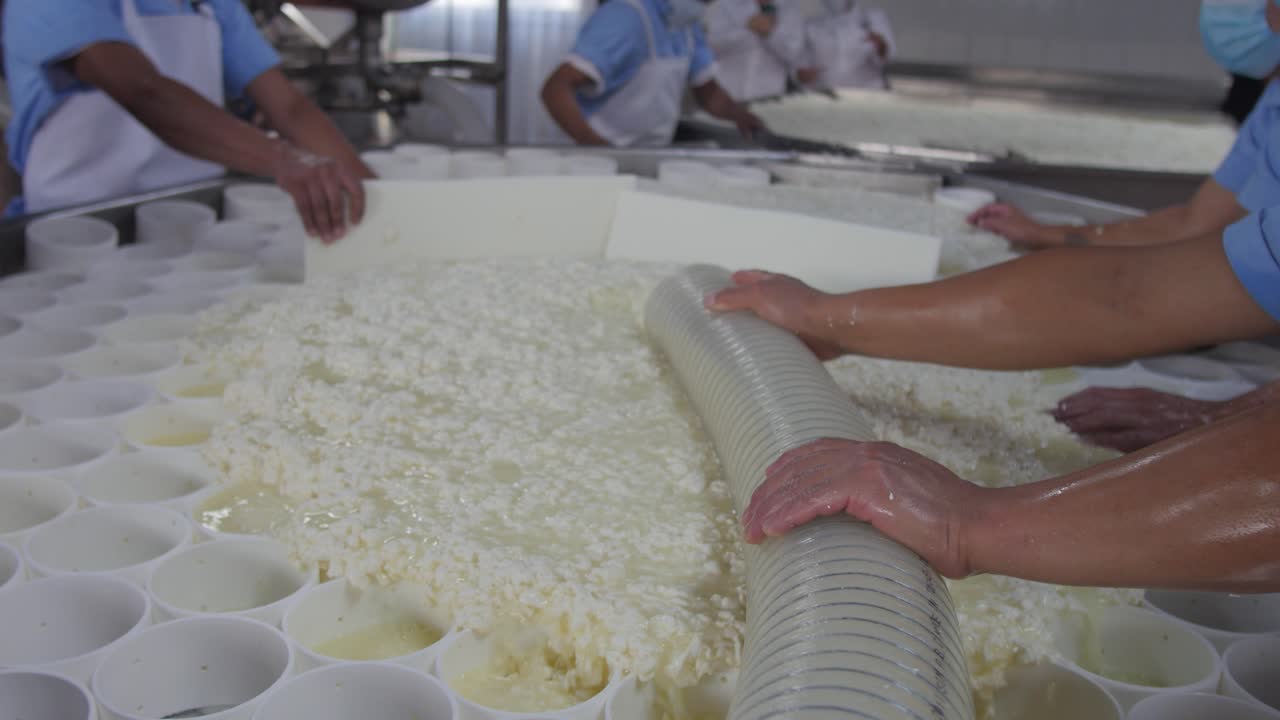 Workers distribute fermented milk in cheese production process, cheese factory