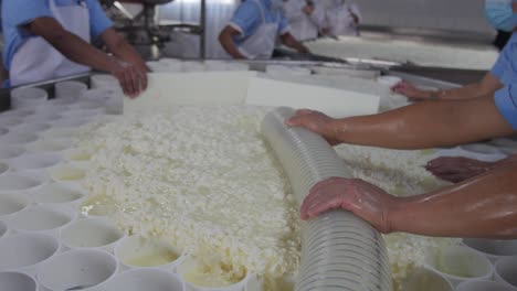 workers distribute fermented milk in cheese production process, cheese factory