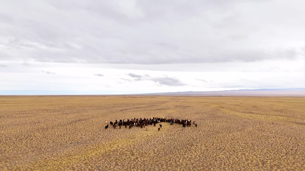 An aerial forward-sliding shot captures a herd of cattle, goats, and sheep spread across a vast, remote desert landscape in Mongolia.