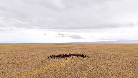 an aerial forward-sliding shot captures a herd of cattle, goats, and sheep spread across a vast, remote desert landscape in mongolia.