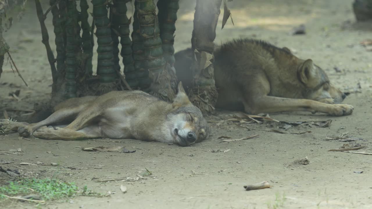 Il lupo grigio indiano nello zoo