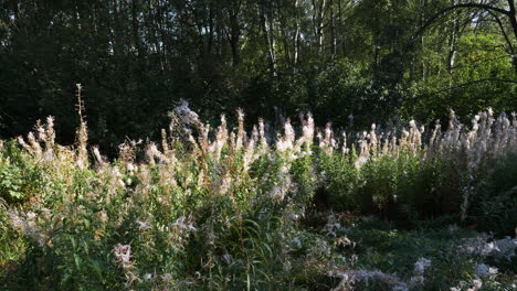 Vista-Estática-De-La-Hermosa-Chamaenerion-Angustifolium,-Una-Planta-Con-Flores-También-Conocida-Popularmente-Como-Fireweed