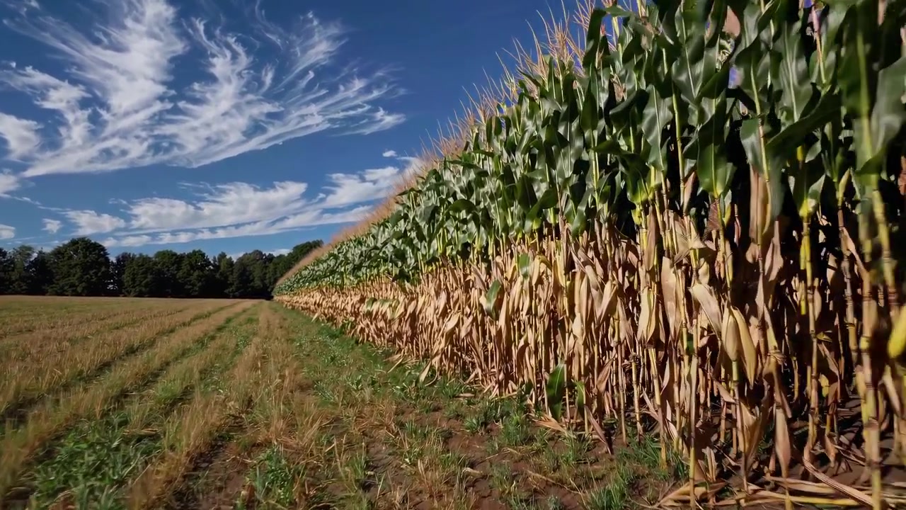 Long Row of Cornfield Under Blue Sky with Wispy Clouds