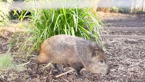 wild boar exploring its enclosure at the zoo