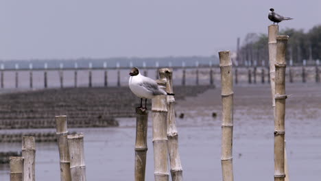 Zwei-Schwarzkopfmöwen-(Chroicocephalus-Ridibundus)-Stehen-Auf-Bambusstangen-Am-Meer-Im-Erholungsgebiet-Bangphu-In-Samut-Prakan-In-Thailand