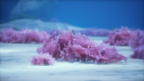 purple and pink soft corals and red sponges